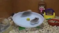 Best Fail compilation in 2012