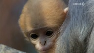 10. BBC Life: Primates (2009) [PL] [2K[
