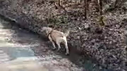 Sharp, Rubik i Sarmata w lesie! Spacer i wędrówka! Nadleśnictwo Manowo! Q&A i pogadanka! Dyskusje!