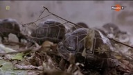 Jak starzeją się zwierzęta Długowieczność  Lektor 720p (dokumentalny) 