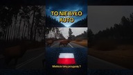 Auto vs natura  sekunda od tragedii! #polscykierowcy #droga #jelen #shorts #traffic #uwaga