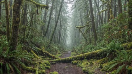 10H Light Forest Drizzle &bull; Soft Rain Sounds for Sleep & Focus