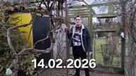 Walentynki z kurami * 14. 02. 2026