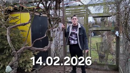 Walentynki z kurami * 14. 02. 2026