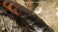 Top 10 Most Beautiful Roaches In The World