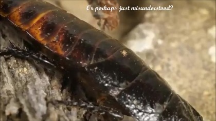 Who told roaches cannot be beautiful? They most vertainly are! Presenting You, 10 of my personal favorites. Enjoy.