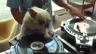 DJ Pies