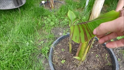  #263 Cz. 3- Banan Musa Helens Hybrid uprawa w Polsce. Banana Plant