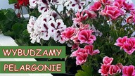 WYBUDZAMY PELARGONIE PO ZIMOWYM SPOCZYNKU