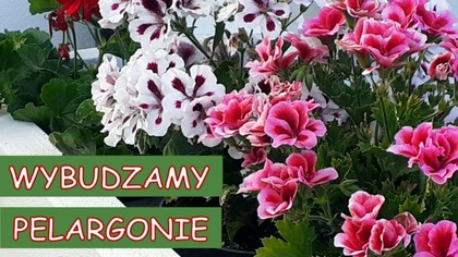 WYBUDZAMY PELARGONIE PO ZIMOWYM SPOCZYNKU