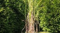#shortsMiscanthus lutarioriparius - metamorfoza