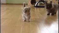 ŚMIESZNE KOTY / FUNNY CATE 