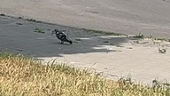 Sad Pigeon #shorts #pigeon #sad #heatwave #drinkwater #hydration