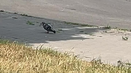 Sad Pigeon #shorts #pigeon #sad #heatwave #drinkwater #hydration