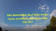 Odc. 469- Lilia drzewiasta, skąd biorę wodę, cycas, pomidory,winogron vitis