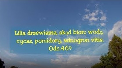 Odc. 469- Lilia drzewiasta, skąd biorę wodę, cycas, pomidory,winogron vitis