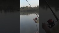 Wygięta wędka na drapieżniku