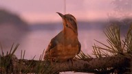 kawkadwa5