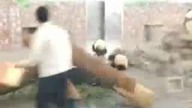 Panda ucieka z ZOO