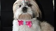 SHIH TZU CUTE PUPPY GROWING - FUN AND PLAY EVERYDAY