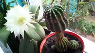 Kaktus zakwitł po 15 latach http://palmywpl. blogspot. com