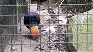 Himalayan Monal (Olśniak Himalajski) 
