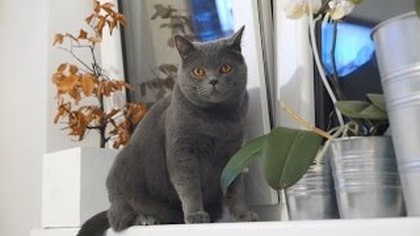 ZUPA Z CIECIERZYCY | TO BAZYL JEST AGENTEM! | szarlot t :)