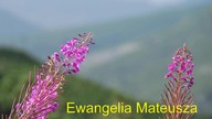Ewangelia Mateusza