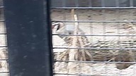 Interesting partridge in the zoo 