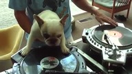 Dog DJ