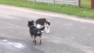 Odważny kot vs pies