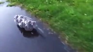 Oposowa mama transportuje na grzbiecie 15 swoich maluch&oacute;w 