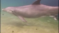 Narodziny Dolphina