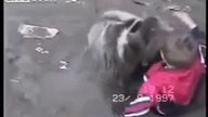 Zapasy z niedźwiedziem! Takie rzeczy tylko w Rosji   