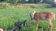 Bambi prosi się o kulkę