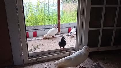 Przyszłość hodowli i pierwsze jajo garłaczy.