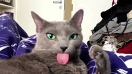 Extreme cats