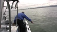 Pies zapragnął popływać z delfinami