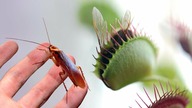 A Large Venus Flytrap VS a Cockroach