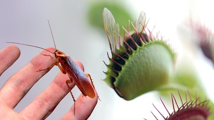A Large Venus Flytrap VS a Cockroach
