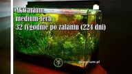 Akwarium 25l medium tech - 32 tygodnie od zalania (224 dni)