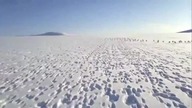 Wielka migracja królików