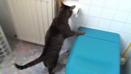 Koty vs Papier toaletowy