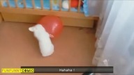Vinesy - kompilacja 2014