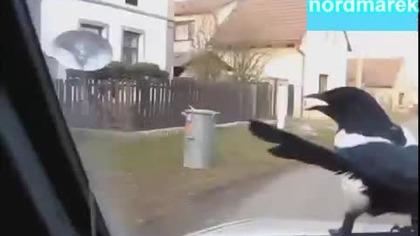Sroka kt&oacute;ra uwielbia jeździć samochodem