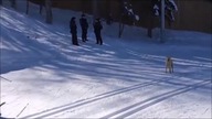 Tymczasem w Sochi   