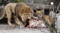 Żyrafa w kopenhaskim zoo poćwiartowana i zjedzona przez lwy