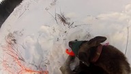 Łoś poczuł się poniżony :)