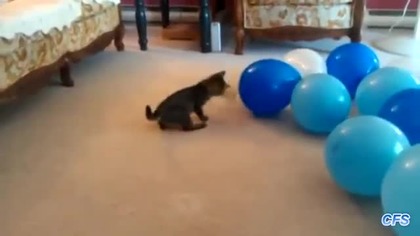 Koty i balony