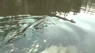 Potężny atak szczupaka